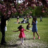 A child poses under petals falling from a cherry blossom tree in Greenwich Park in London (Photo: Henry Nicholls/Reuters)