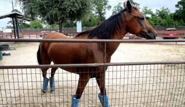 Texas animal shelters brace for screwworm effect