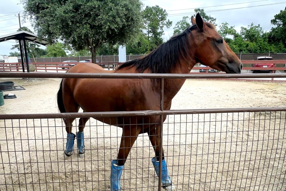 Texas animal shelters brace for screwworm effect