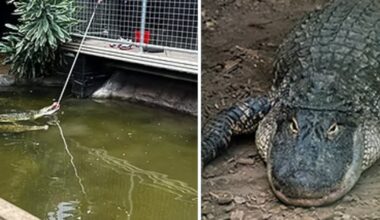 Man freed on bail after toddler found in U.K. zoo’s crocodile pen - CTV News