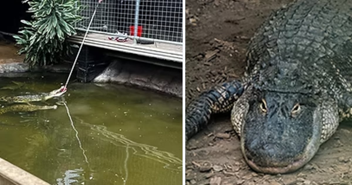 Man freed on bail after toddler found in U.K. zoo’s crocodile pen - CTV News