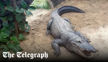 Boy, 3, thrown into crocodile enclosure at UK zoo