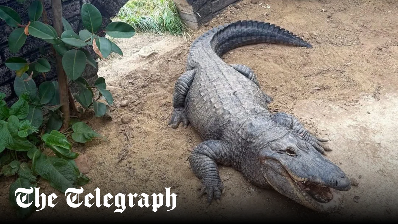 Boy, 3, thrown into crocodile enclosure at UK zoo