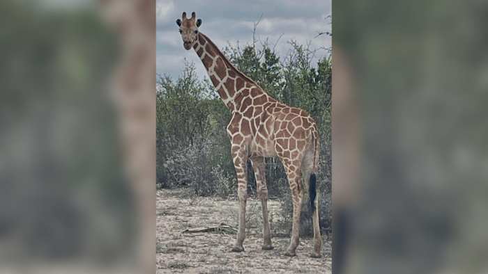 A giraffe named Gracie escaped in Texas. No one can seem to find her