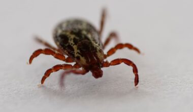 Researcher finds 13 ticks in one hour as Canada deals with early cases - CTV News