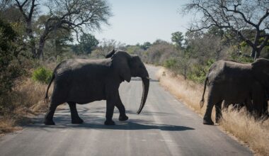 Canadian killed in ‘accidental’ shooting at South African wildlife park, authorities say