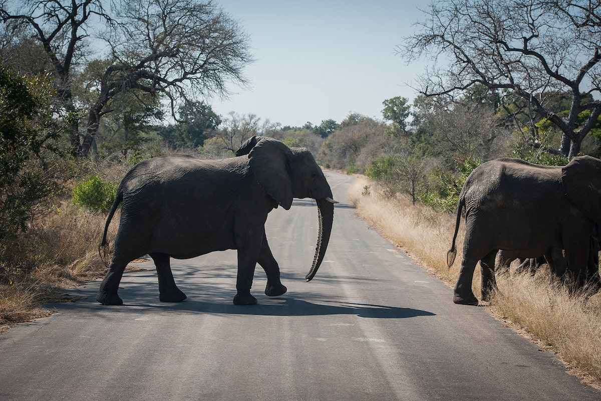 Canadian killed in ‘accidental’ shooting at South African wildlife park, authorities say