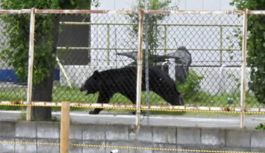 A bear injures 4 people in a residential area of Japan as attacks rise