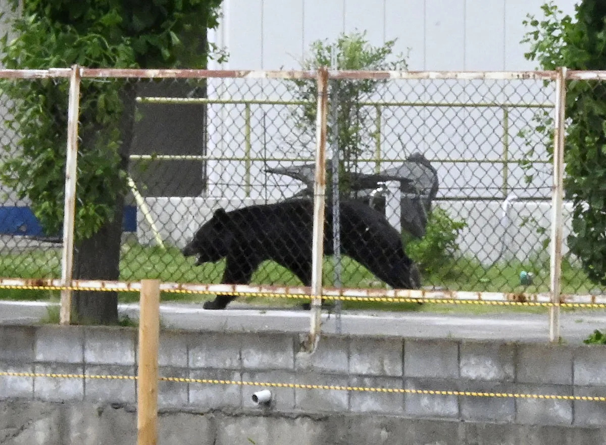 A bear injures 4 people in a residential area of Japan as attacks rise