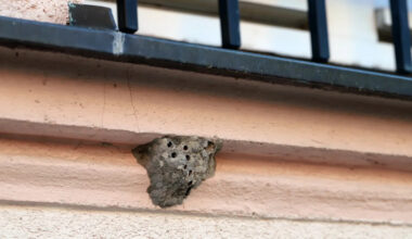 Indiana homeowner cracks open porch wasp nest and finds it stuffed with still-twitching spiders