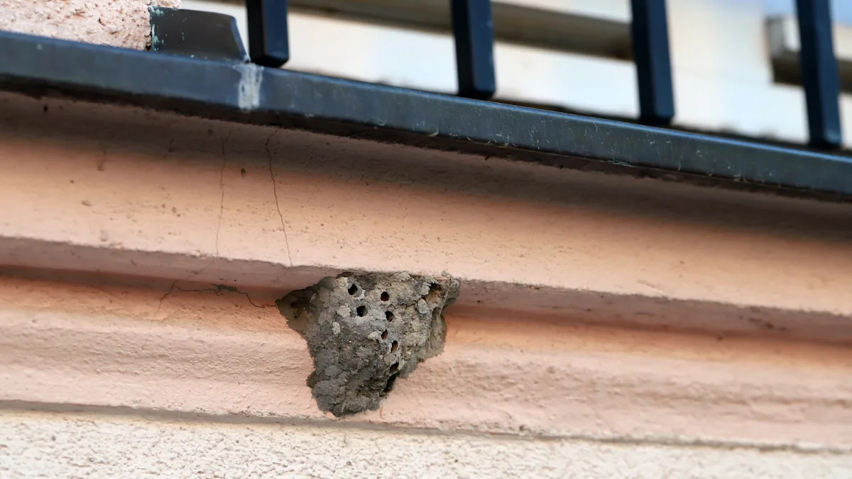 Indiana homeowner cracks open porch wasp nest and finds it stuffed with still-twitching spiders