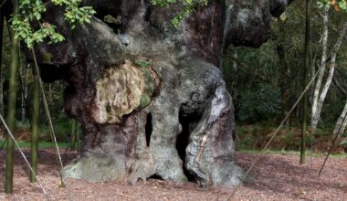 1,200-year-old Robin Hood oak tree in Sherwood Forest has died, group says: "Heartbreaking for everyone"