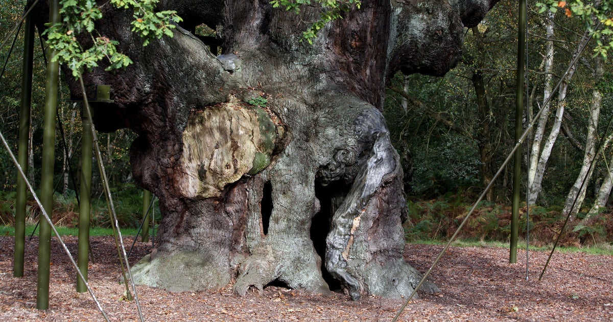 1,200-year-old Robin Hood oak tree in Sherwood Forest has died, group says: "Heartbreaking for everyone"