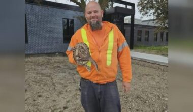 Ball python found at Ontario sewage plant trying to slither to safety