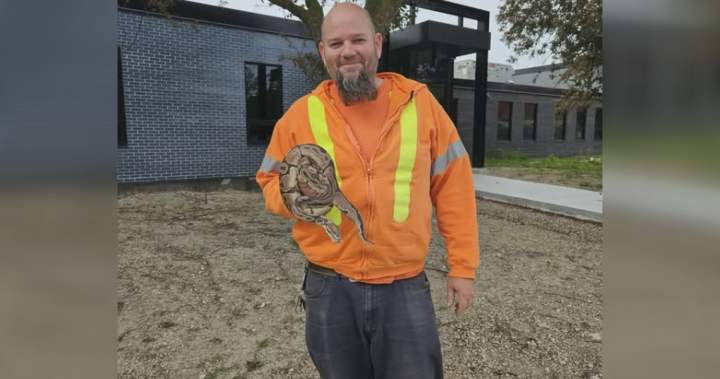Ball python found at Ontario sewage plant trying to slither to safety