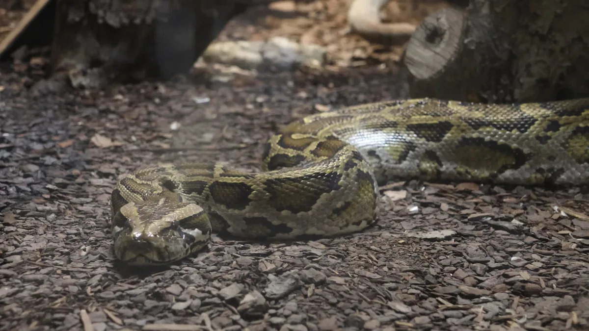 Resident locks cat in chicken coop to save it from stray dogs, then finds python too full to move