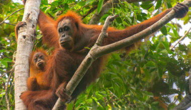 Four days of extreme rain killed 7% of world's rarest orangutans, study says