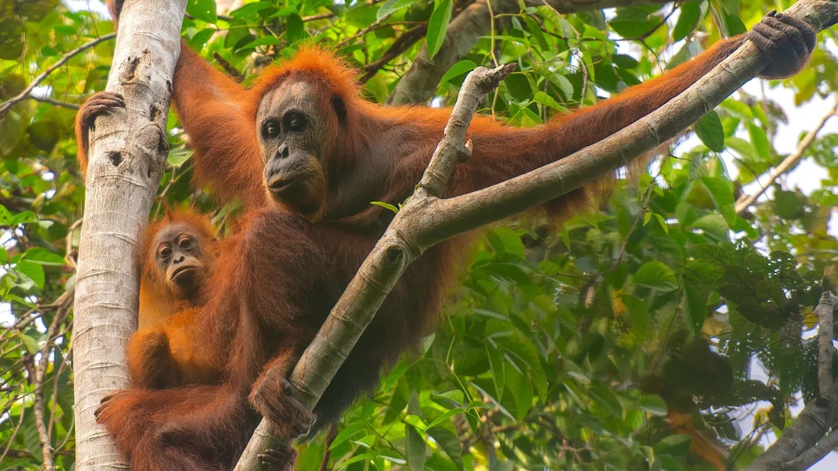 Four days of extreme rain killed 7% of world's rarest orangutans, study says