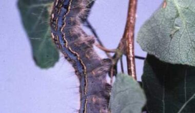 ‘Just be amazed:’ Alberta is seeing a cyclical outbreak of caterpillars