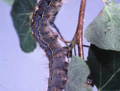 ‘Just be amazed:’ Alberta is seeing a cyclical outbreak of caterpillars