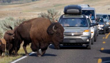 Yellowstone National Park bison attack leaves 12-year-old hospitalized