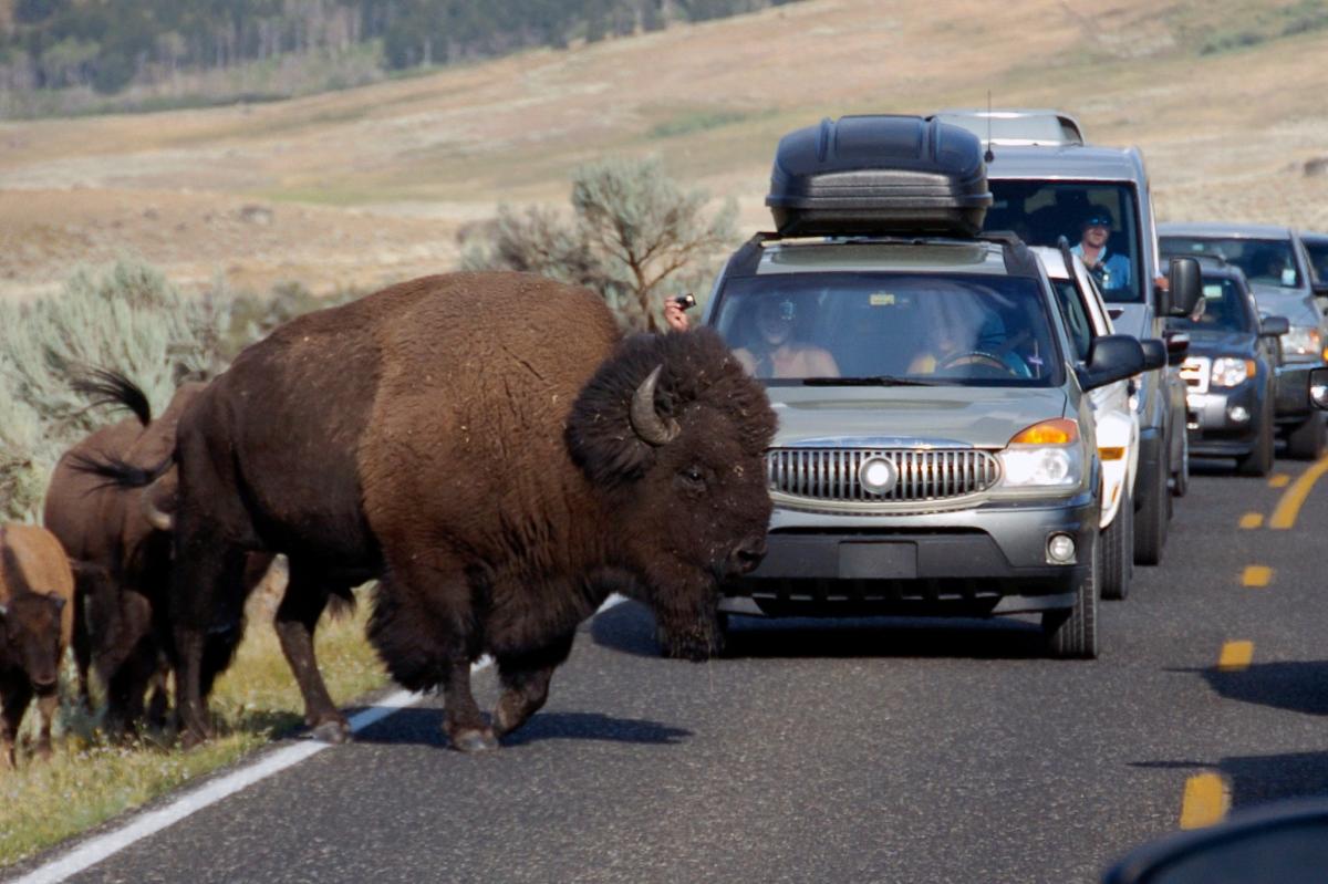 Yellowstone National Park bison attack leaves 12-year-old hospitalized