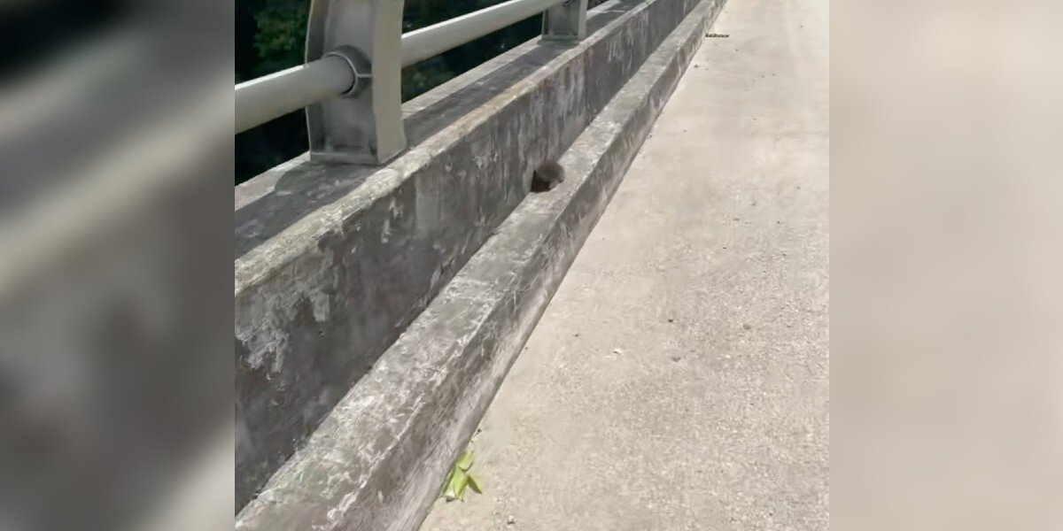 Woman Sees Ball Of Fluff Huddled On A Bridge And Immediately Pulls Over