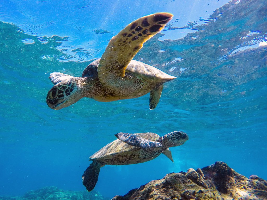 Two undersea turtles 
