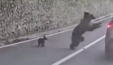 Bear Attacks Tourist and Tries to Drag Him from Car After Man Tried to Feed Him