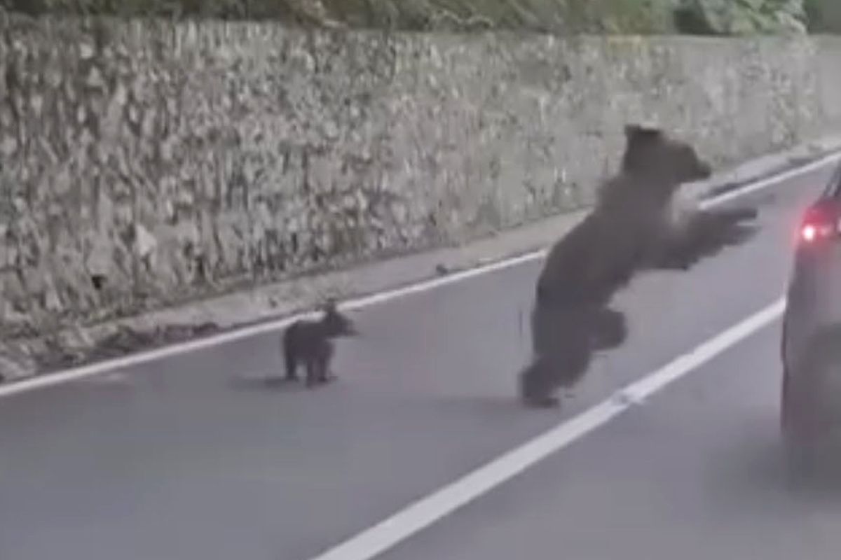 Bear Attacks Tourist and Tries to Drag Him from Car After Man Tried to Feed Him