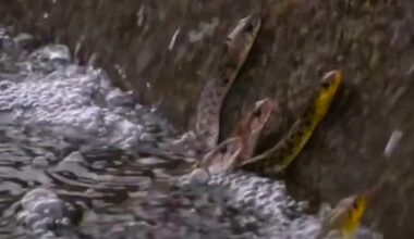 'Never seen this before': Around 20 snakes line a stream ledge and pluck fish from midair in rare footage