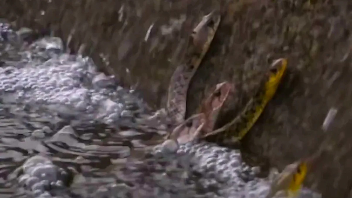 'Never seen this before': Around 20 snakes line a stream ledge and pluck fish from midair in rare footage