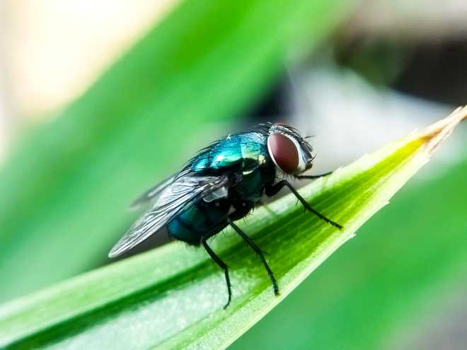Cochliomyia hominivorax, the New World screw worm fly, or screw-worm for short, is a species of parasitic fly. Cochliomyia hominivorax, the New World screw worm fly, or screw-worm for short, is a species of parasitic fly that is well known for the way in which its larvae (maggots) eat the living tissue.