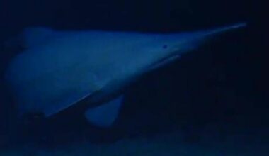 Goblin shark seen alive in natural habitat for the first time: "The most iconic of all the deep-sea sharks"