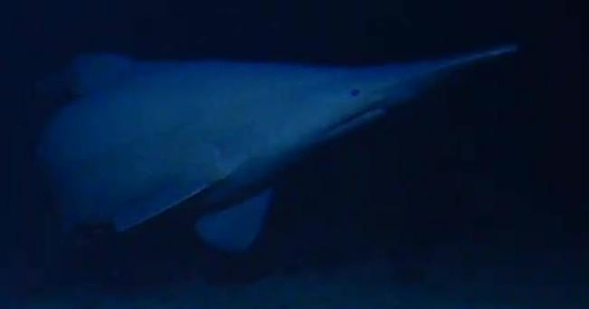 Goblin shark seen alive in natural habitat for the first time: "The most iconic of all the deep-sea sharks"