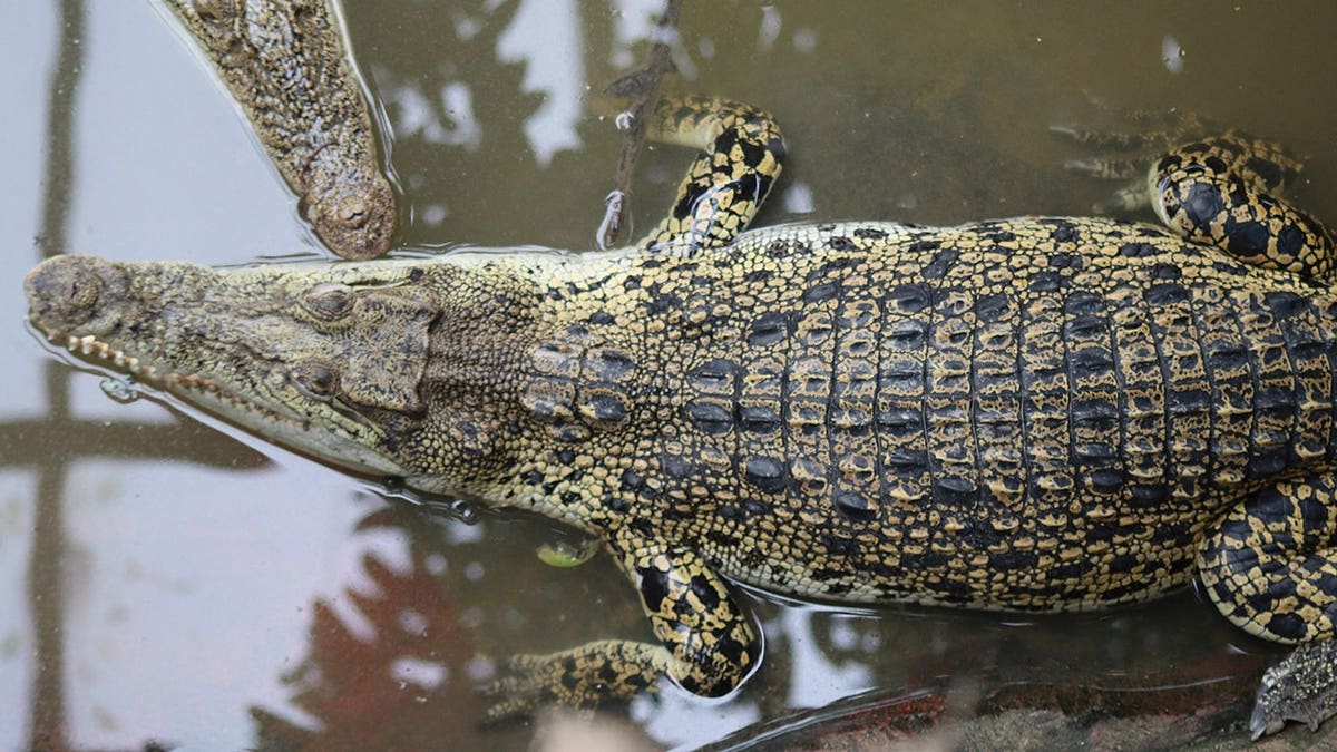 Crocodiles resting inside an enclosure at Johnsons of Old Hurst farm and zoo