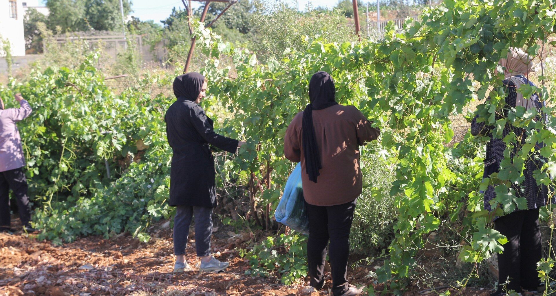 Paradise lost: How Israel is making war on West Bank farmers | Agriculture News