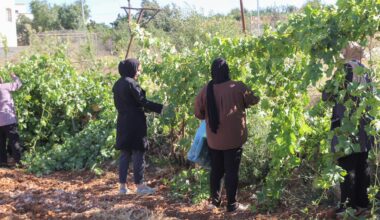 Paradise lost: How Israel is making war on West Bank farmers | Agriculture News