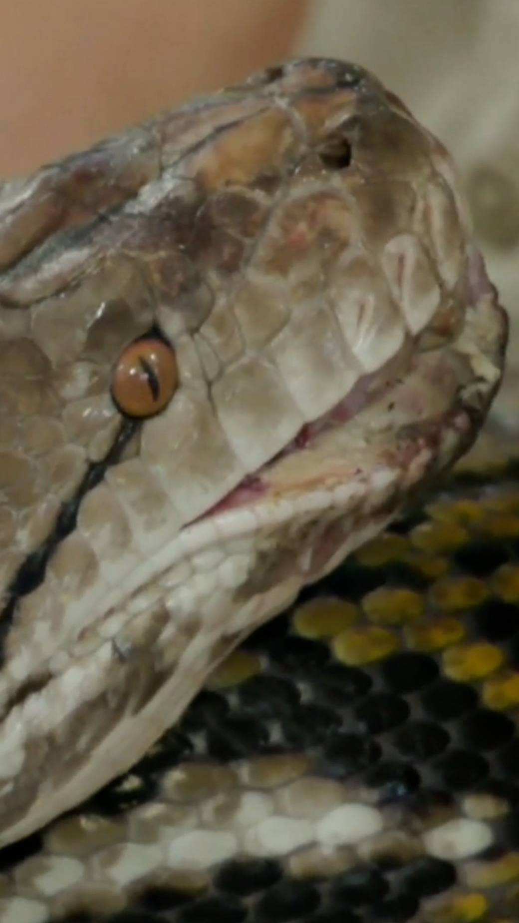 Click to play video: 'Huge, 20-foot python rescued from LA dumpster'