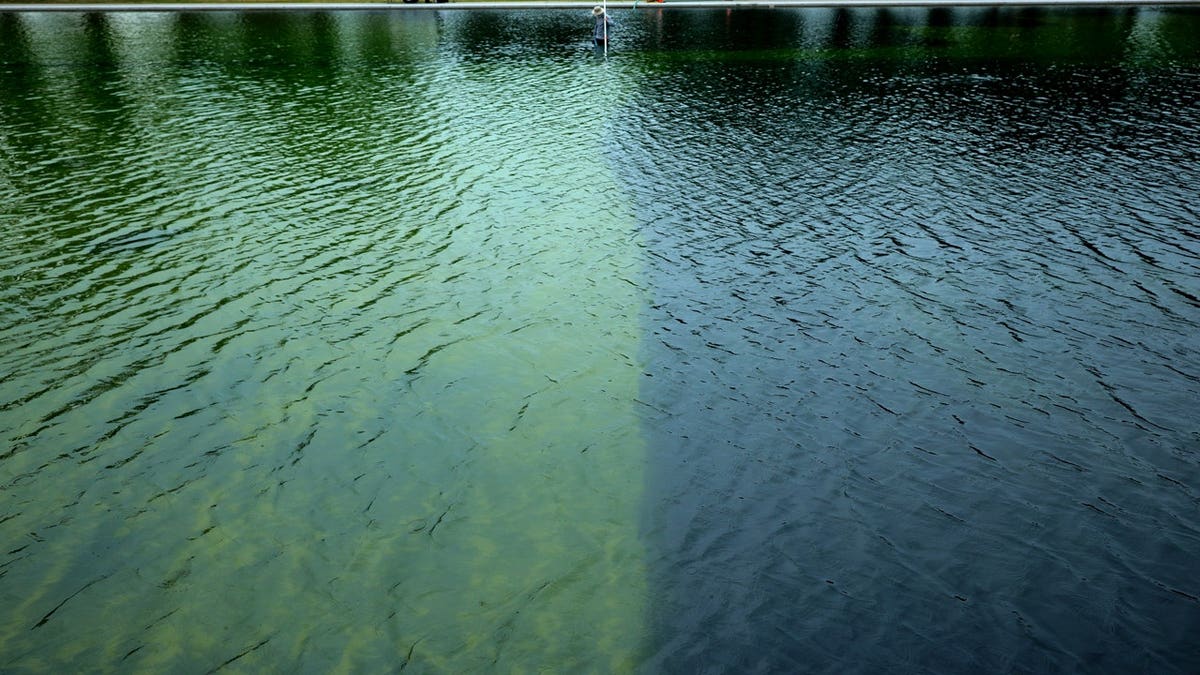 Algae growth appeared in the Reflecting Pool