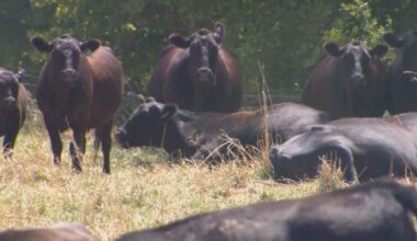 Flesh-eating screwworm in U.S. cows not cause for concern in Canada: association