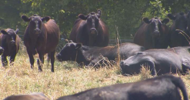Flesh-eating screwworm in U.S. cows not cause for concern in Canada: association