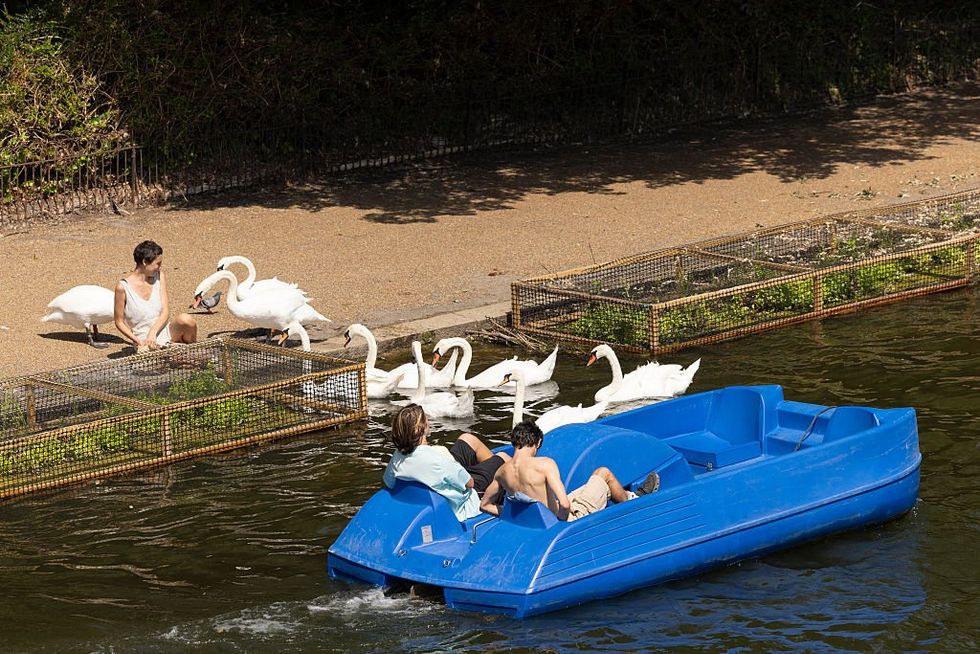 The Swan and Pedalo