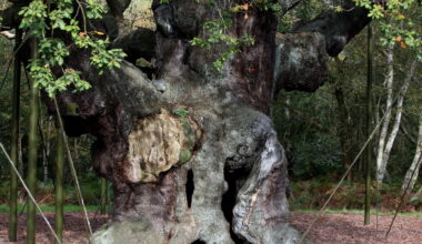 Ancient oak tree said to shelter legendary Robin Hood has died