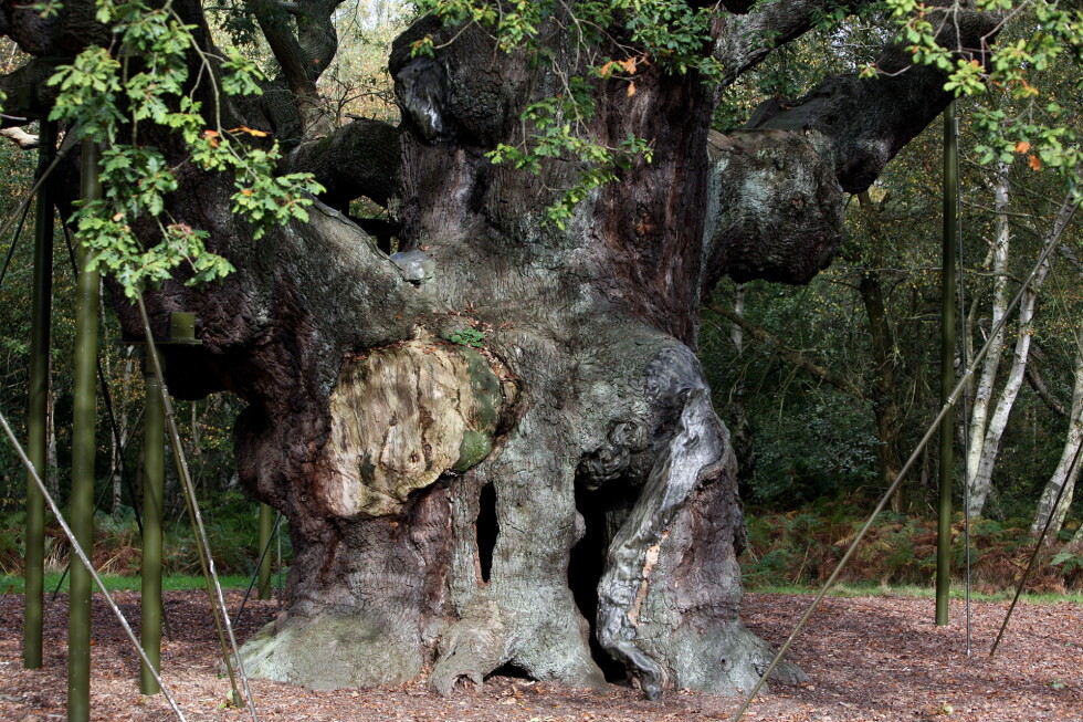 Ancient oak tree said to shelter legendary Robin Hood has died