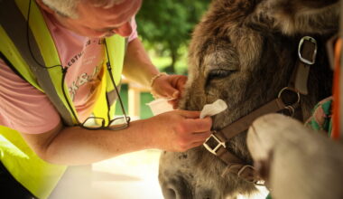Therapy donkeys help patients at a Paris-area psychiatric hospital