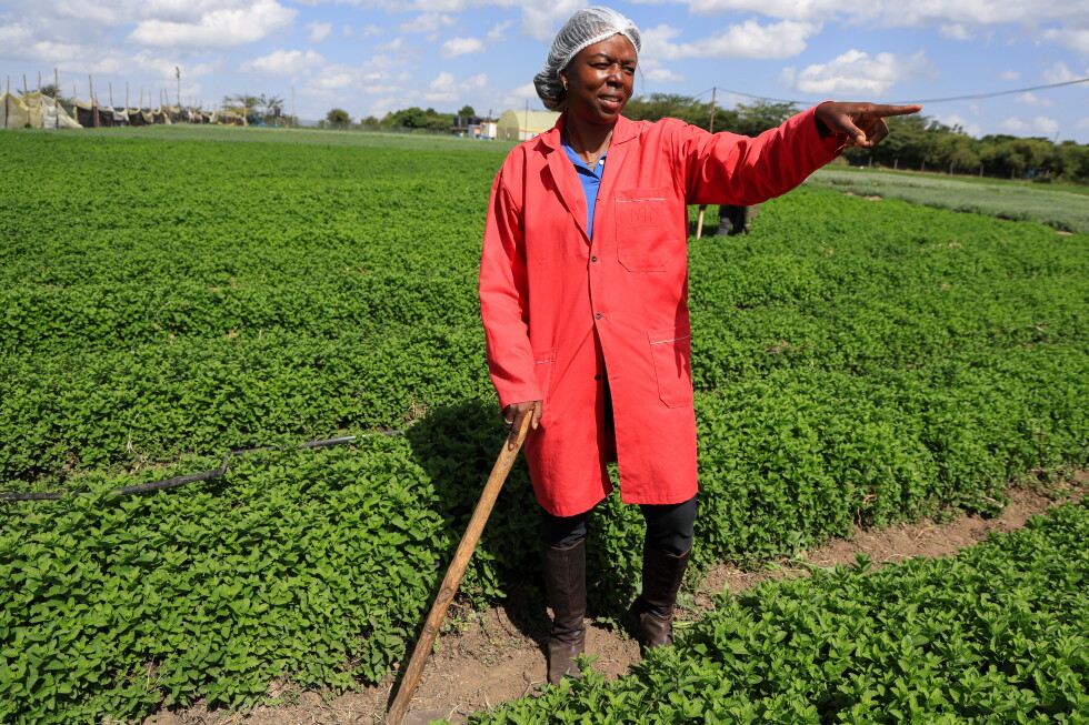 Solar-powered cold storage is boosting incomes for African farmers