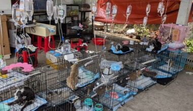 Police in Vietnam bust cat meat crime ring, rescuing over 400 cats