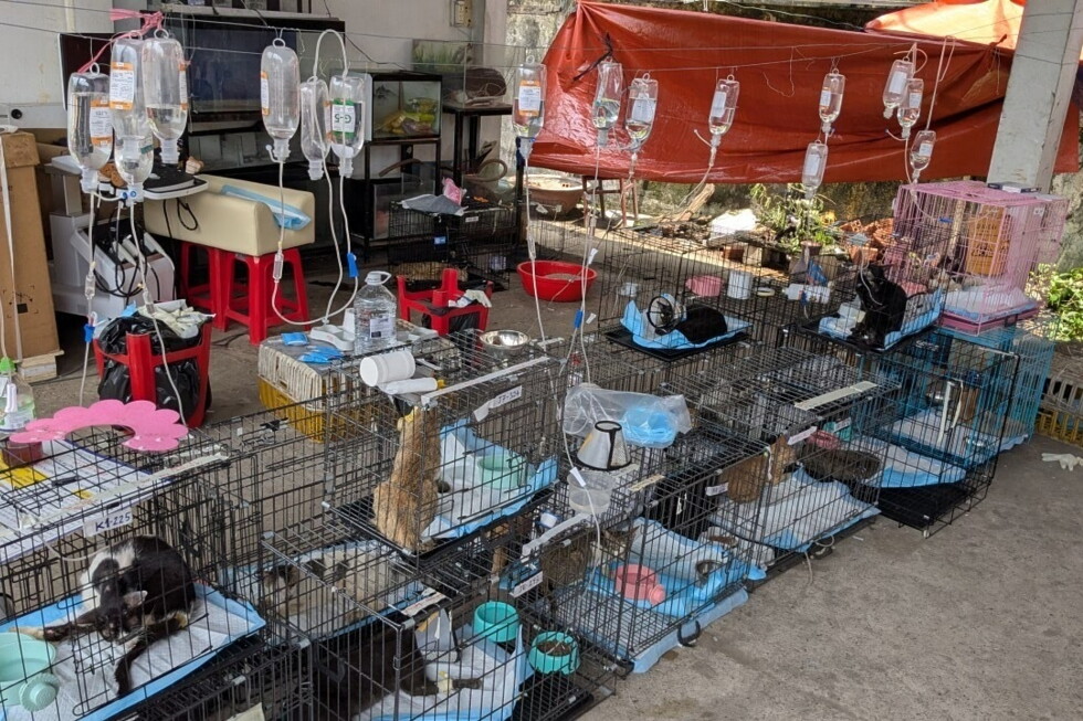 Police in Vietnam bust cat meat crime ring, rescuing over 400 cats