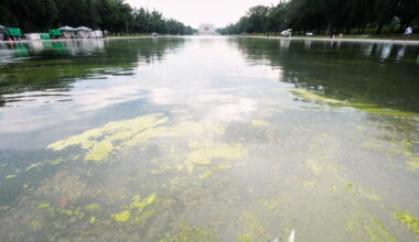 Pool owners react to algae bloom turning Trump’s reflecting pool green - AP News